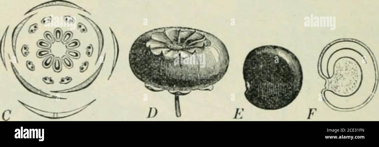 . Pflanzen und ihre Verwendung; eine Einführung in die Botanik . Abb. 181, II. – Pokewced. A, Blume. B, .Same, vertikal schneiden. C, Floraldiagramm. D, Obst. E, Saatgut, vollständig. F, gleich, vertikal schneiden. G, Wurzel (Baillon) giftig. Haushaltsmittel aus der Plantare weit verbreitet, aber die Fälle von Vergiftung von Überdosesof es ignorant genommen zeigen, dass es eine besonders gefährliche Medizin sein. Das Monkshood (Abb. 178) gemeinsam in gardensis eine andere Pflanze, deren Wurzeln falsch forrseradisch, mit fatalen Ergebnissen. Die Rinde verschiedener Bäume und ihre Wurzeln werden oft von jungen Menschen gekäut, und oft Stockfoto