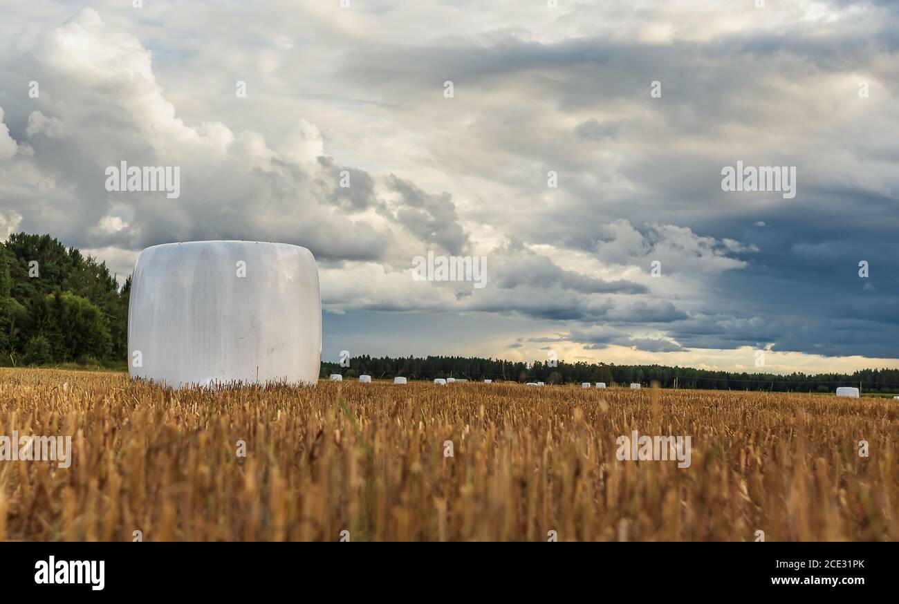 Schwedische Landschaft mit gerolltem Gras auf den Feldern, mit denen die Bauern im Juli und August arbeiten. Stockfoto