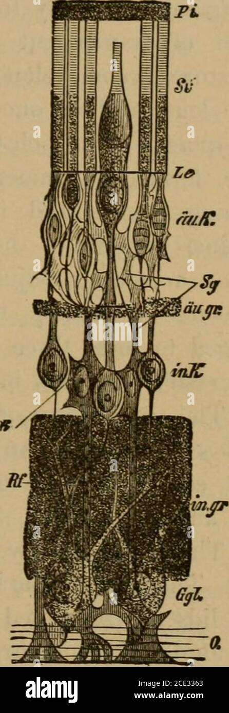 . Eine Abhandlung über die praktische Anatomie: Für Studenten der Anatomie und Chirurgie . f die Iris. Tlie posteriore Kammer, die vor der Iris, hinter dem Suspensoryhgament und den Zicharprozessen liegt.beim Fötus wird eine Dehcate-Mem-Brane, die membrana Pupille-laris, über die Pupille gestreckt. Es wird über den siebten Monat aufgenommen. Der Glaskörper Humor ist in einem Sack namens Hyaloidmembran geschlossen. Es füllt die hinteren vier Fünftel des Augapfels. Es ist durchsichtig, albuminös und slichtschelatinös. Anteriorly ist es konkav, und es ist die Kristalllinse. Ein Blatt der Hyaloidmembranepasse Stockfoto