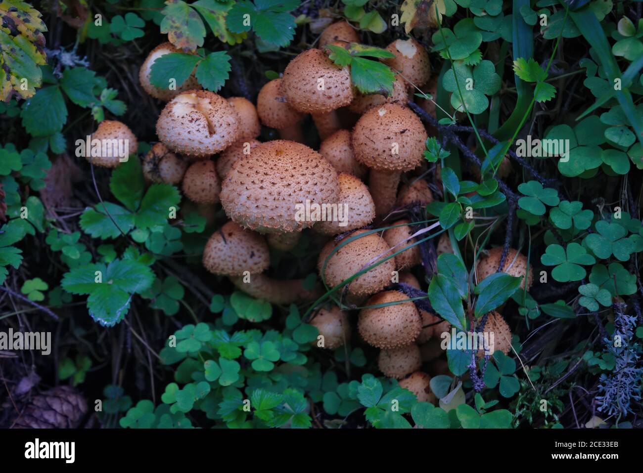 Pholiota squarrosa, allgemein bekannt als die shaggy scalycap, der Zottige Pholiota Pholiota, oder die Schuppige, ist eine Pflanzenart aus der Gattung der Pilz in der Strophariaceae Stockfoto