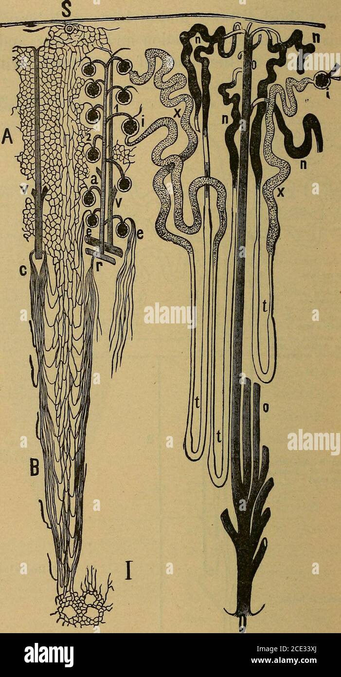 . Eine Abhandlung über die praktische Anatomie: Für Studenten der Anatomie und Chirurgie . 7 und 8. Extremitäten der Henlesloop-Röhre. Subkapselschicht mit ausgelagerter Mai-pighian-Kor-Puskeln. 12. Erster Teil des Rohres.11. Distales konvolutedtubule.A&gt; A. CORTE.X. 10. Unregelmäßiger Tubulus. 3. Proximaler konvo-geriffelter Tubulus. 9. Welliger Teil der AS-Cending Extremität. 2. Verengung oder Hals. 4. Spiralbügelchen. 1. Malpighian tuftumgeben von Bowmans Kapsel. 8. Spiralförmiger Teil der Schlaufe der Henles-Schlaufe. B. Grenzen Zo&gt;t:.5. Absteigende Extremität des Henles-Schlaufenschlauchs. 6. Henles-Schleife. 15. Tubulus der Papillarzone Bellini Lo C. Abb. Stockfoto