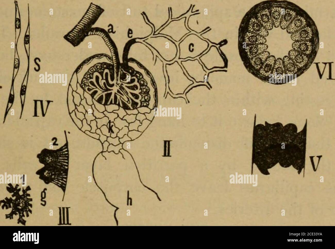 . Eine Abhandlung über die praktische Anatomie: Für Studenten der Anatomie und Chirurgie . s der Niere. A, Kapillaren der Kortex; B, des Medullars; A, interlobuläre Arterie; 1, vas afferens; 2. vas efferens; r, e, vasa recta; c, veuae rectae; V, V, interlobuläre Vene; S, Ursprung einer Venastellata; i, i, bowmans und glomerulus; x, x, konvolutierte Tubuli ; t, t, Henlesloop ;n, n, junctional piece ; o, o, Sammeln von Röhren ; 0, Ausscheidungsröhrchen. Anzahl der gebogenen Zweige genannt collectmg Röhren; diese werden viel verdreht, verschlungen, und bilden die mit-verschlungenen Röhren von Ferrein, ein Name für alle Stockfoto