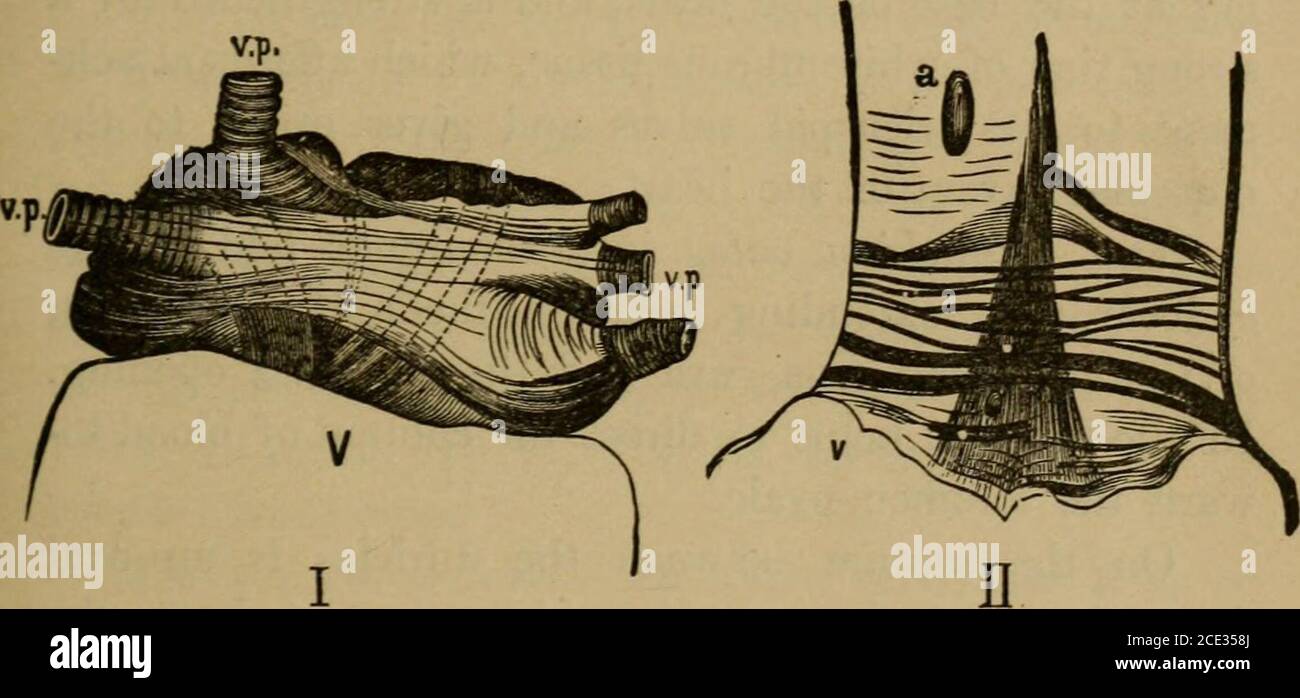 . Eine Abhandlung über die praktische Anatomie: Für Studenten der Anatomie und Chirurgie . Abb. 144. – Rechte Seite des Herzens. Rechts AUKICLE UND RECHTS VeNTKICLE LAID Offen.a, Apex; b, rechts Tentricle; d, Pulmonalarterie:e, f, chordae tendinse; p, Aorta; 3, Vena cava Superior;5, Vena cava inferior. DAS HERZ. 337 Turn teilt das Herz in eine rechte, oder venöse, und aleft, oder arterielle Seite. Die rechte Aurikel ist ein cuboidalblut-Sinus, in den die absteigenden und aufsteigenden Venae cavae leeren. Es stellt einen Principal shius und einen Anhang. Seine Wände sind etwa so dick wie stout Wrap-ping-Papier, und auf ihrer inneren vorhanden Stockfoto