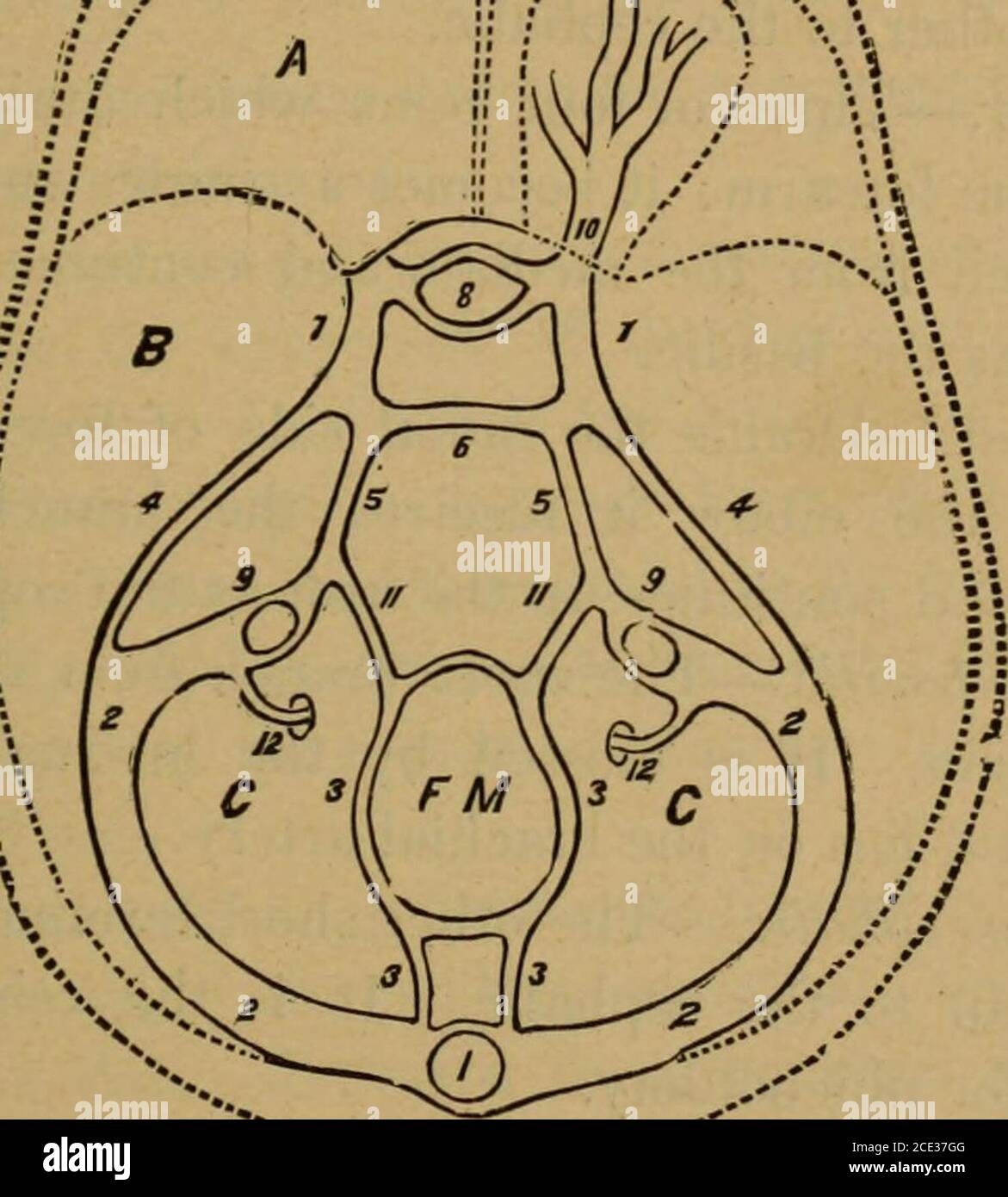 Sinus occipitalis Fotos und Bildmaterial in hoher Auflösung Alamy