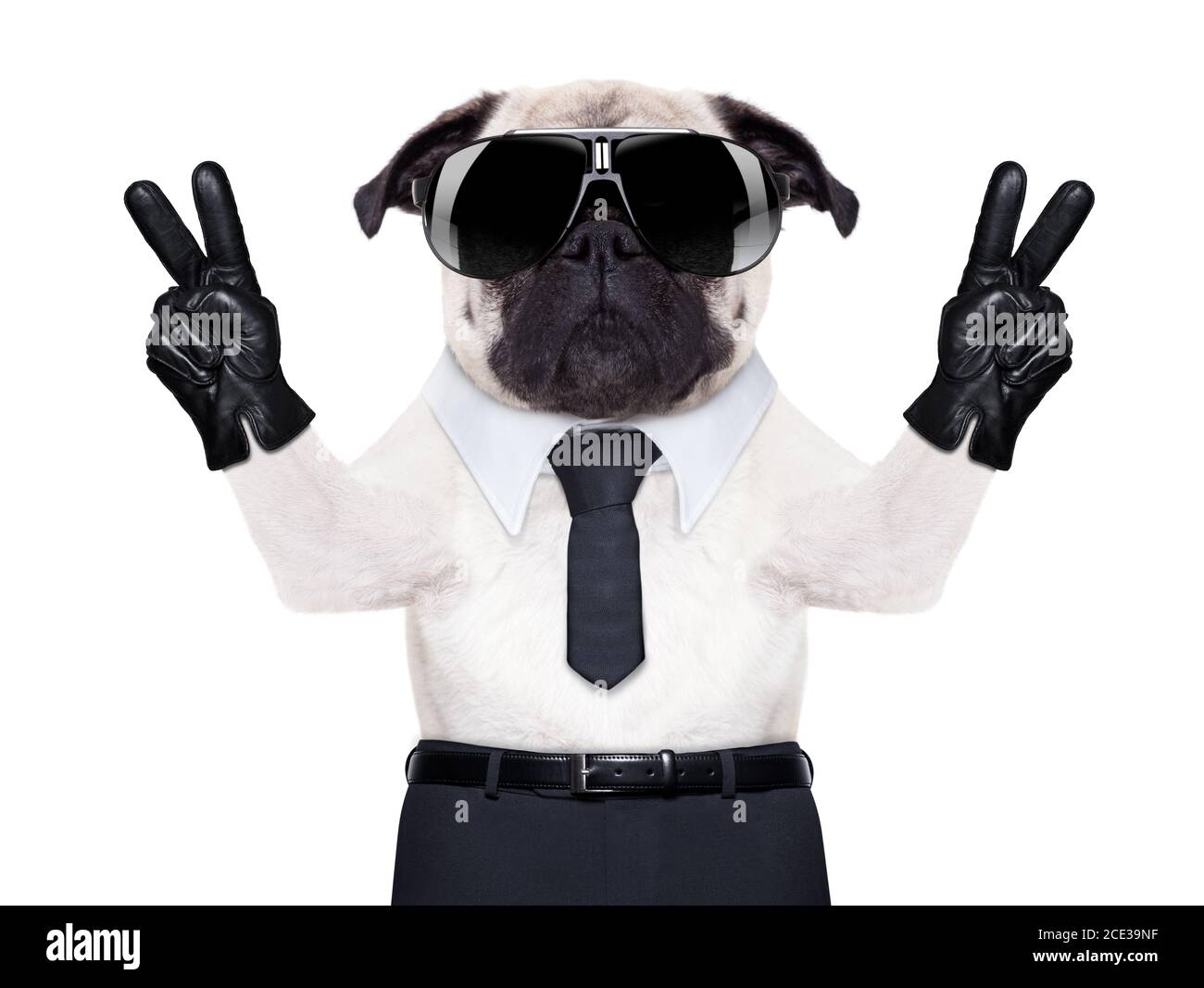 Cooler Mops Stockfotos Und Bilder Kaufen Alamy