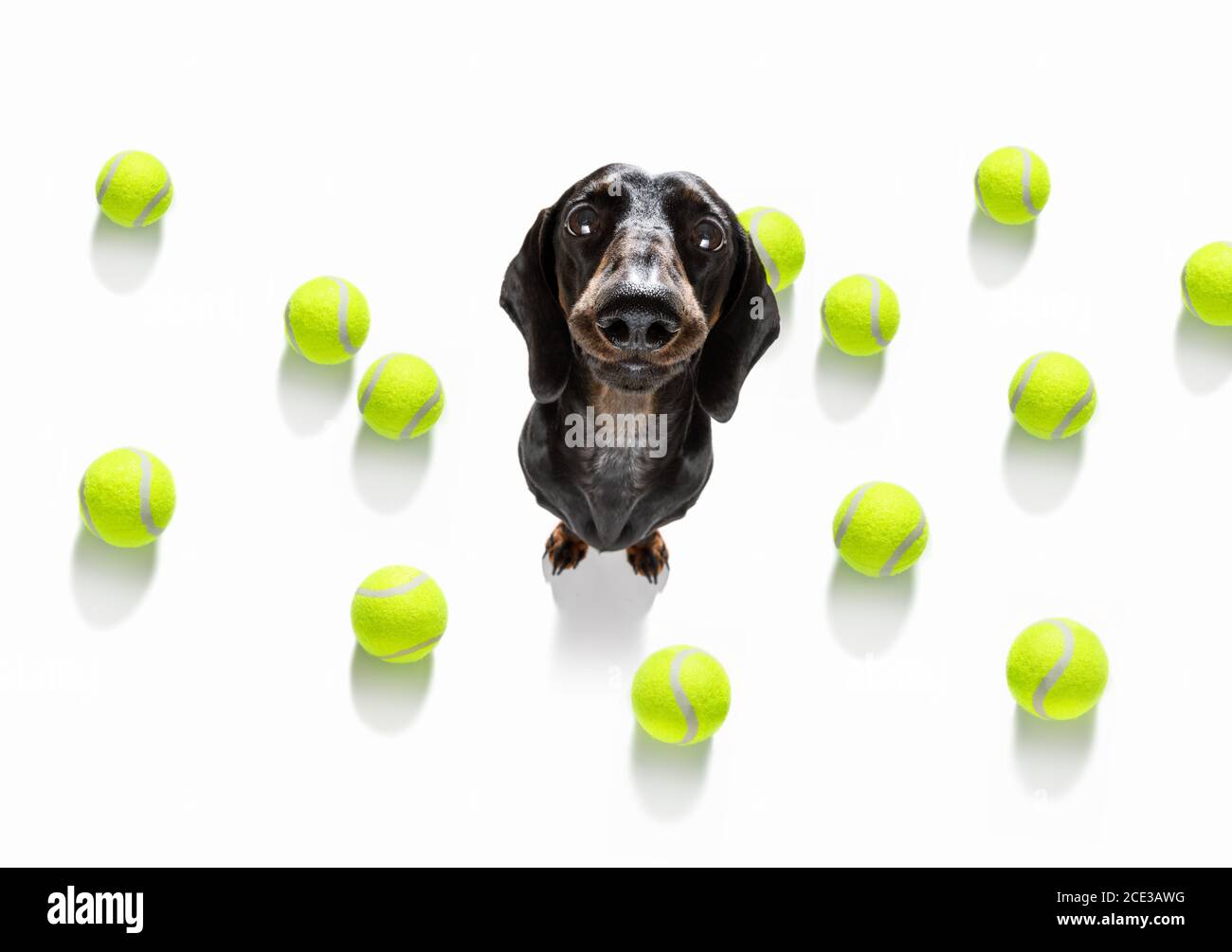 Tennis Turnier Hund Stockfoto