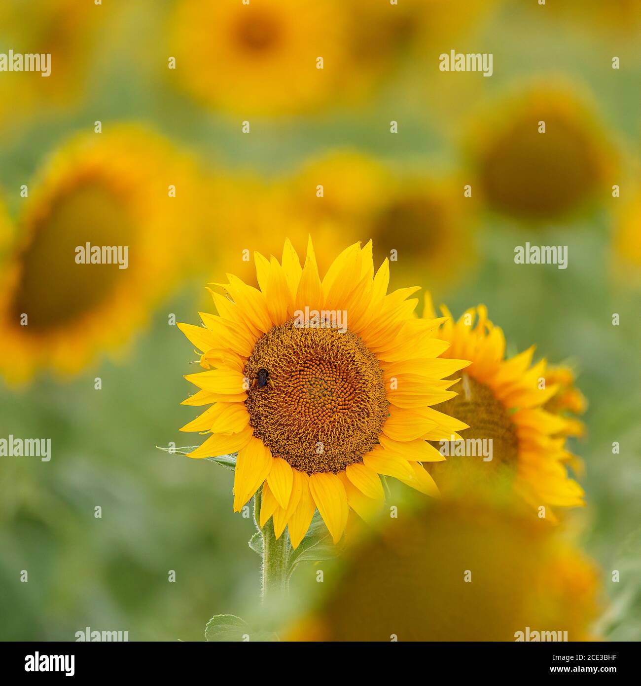 Sonnenblumen in voller Blüte Stockfoto