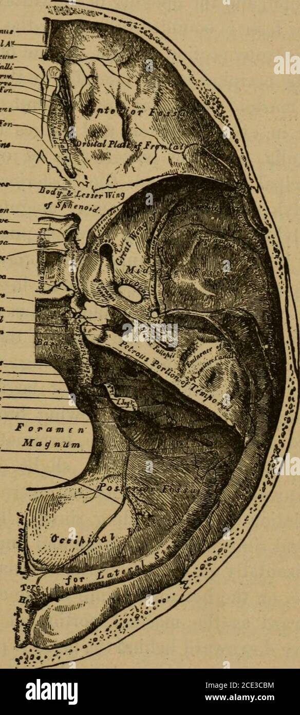 . Eine Abhandlung über die praktische Anatomie: Für Studenten der Anatomie und Chirurgie. Er Foramen cecum, das manchmal als Kanal existiert, und überträgt eine kleine Vene; es ist der Ausgangspunkt der großen Längssinus.die mittlere Fossa ist stark konkav und unregelmäßig; es unterstützt die temporo-sphenoidalen und mittleren Lappen des Gehirns. Sie wird vor dem SCHÄDEL durch die Hinterkante des SCHÄDELS begrenzt. 69 kleiner Flügel des Sphenoid und der Orbitalplatte des tliefronal und des großen Flügels des Sphenoid, der mit dem Plattenanteil des Temporalen auch sein Oracnfir-System T-^jituJ-STM,,droovftr Aptip-r bildet Stockfoto