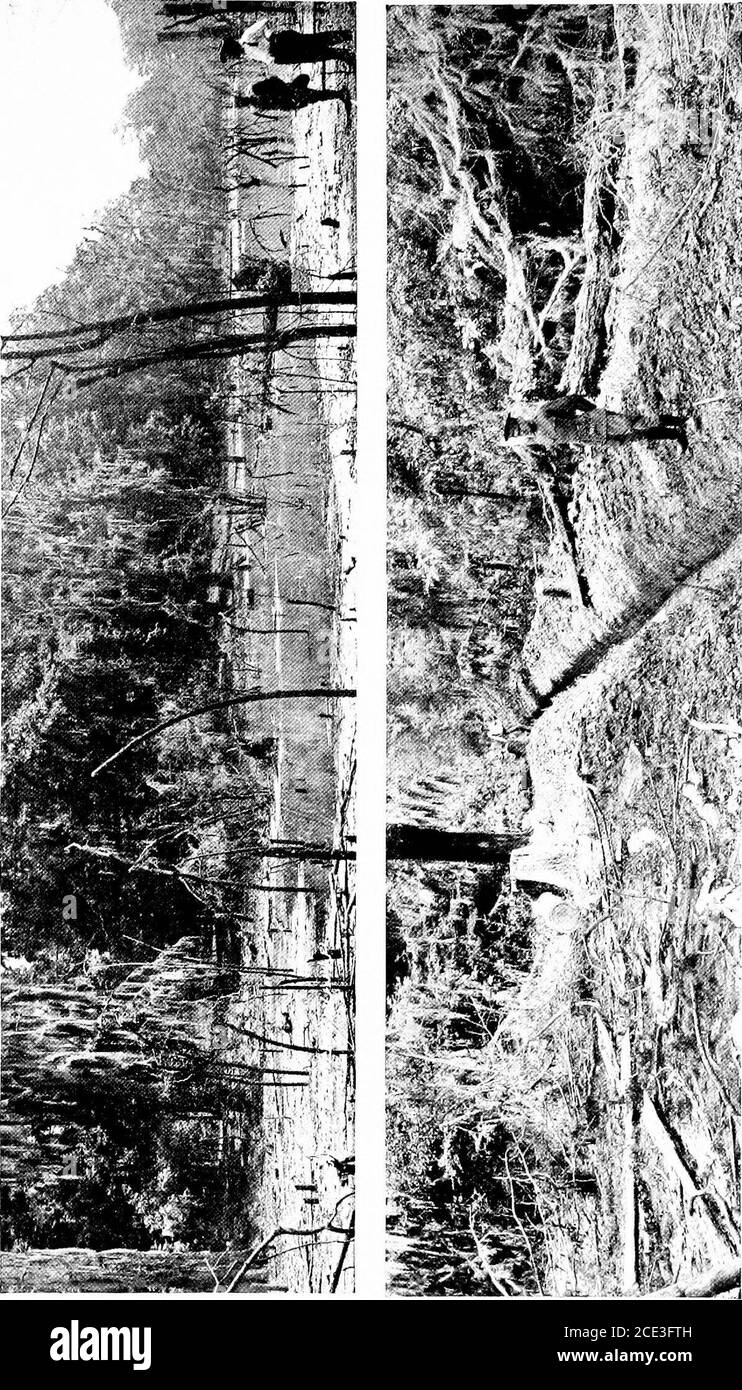 . Das amerikanische Rote Kreuz im großen Krieg. Er Rest der wimmelnden Bevölkerung, die Belgien zum Führer der Welt in der produktiven Landwirtschaft gemacht hatte, und, für ihre Größe, vor allem auch in der industriellen Produktion, Ger-many oder das Grab hatte sie alle geschluckt. Belgiimi hatte nichts außer dem, was sie borgen konnte – kein Land, keine Industrien, kein Essen und keine Kleidung. Sie war unten, hilflos, ausgezogen, und mit Winter nicht weit weg. In diese Situation kam das Rote Kreuz, in der Person eines Stellvertreters, der vom Kommissar für Europa entsandt wurde, um das zu besuchen, was von Belgien entlang der britischen Front übrig war Stockfoto