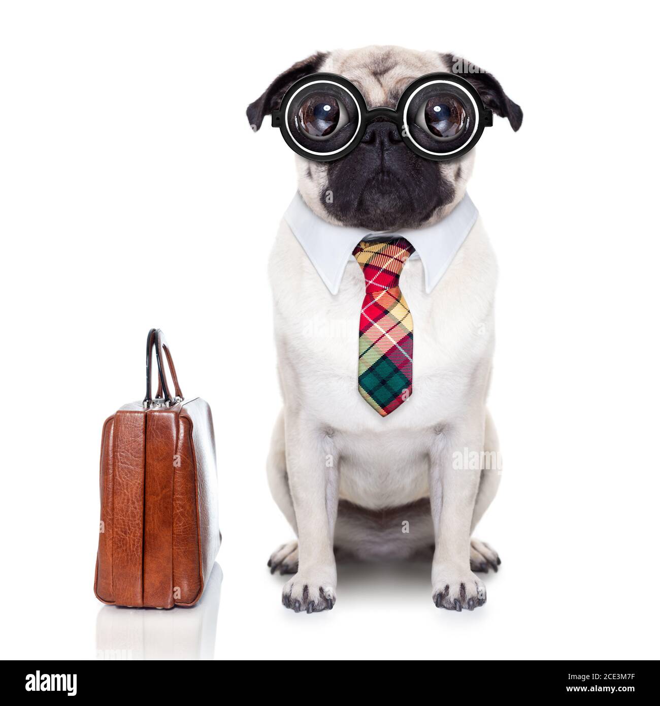 Business Boss Dog Stockfoto