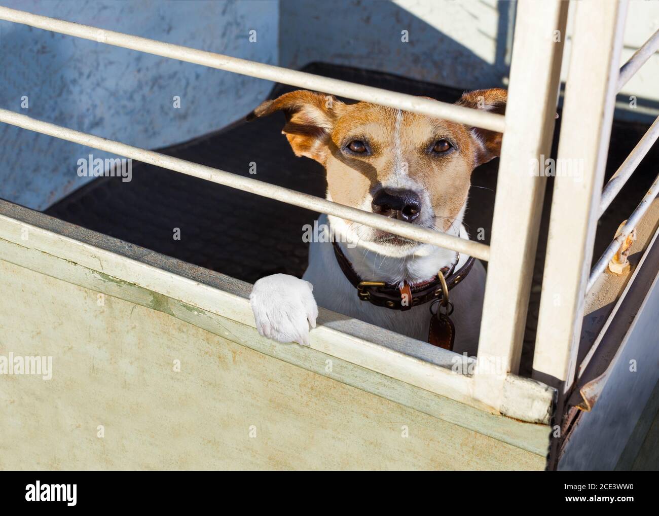 Hund im Tierheim Käfig Stockfoto