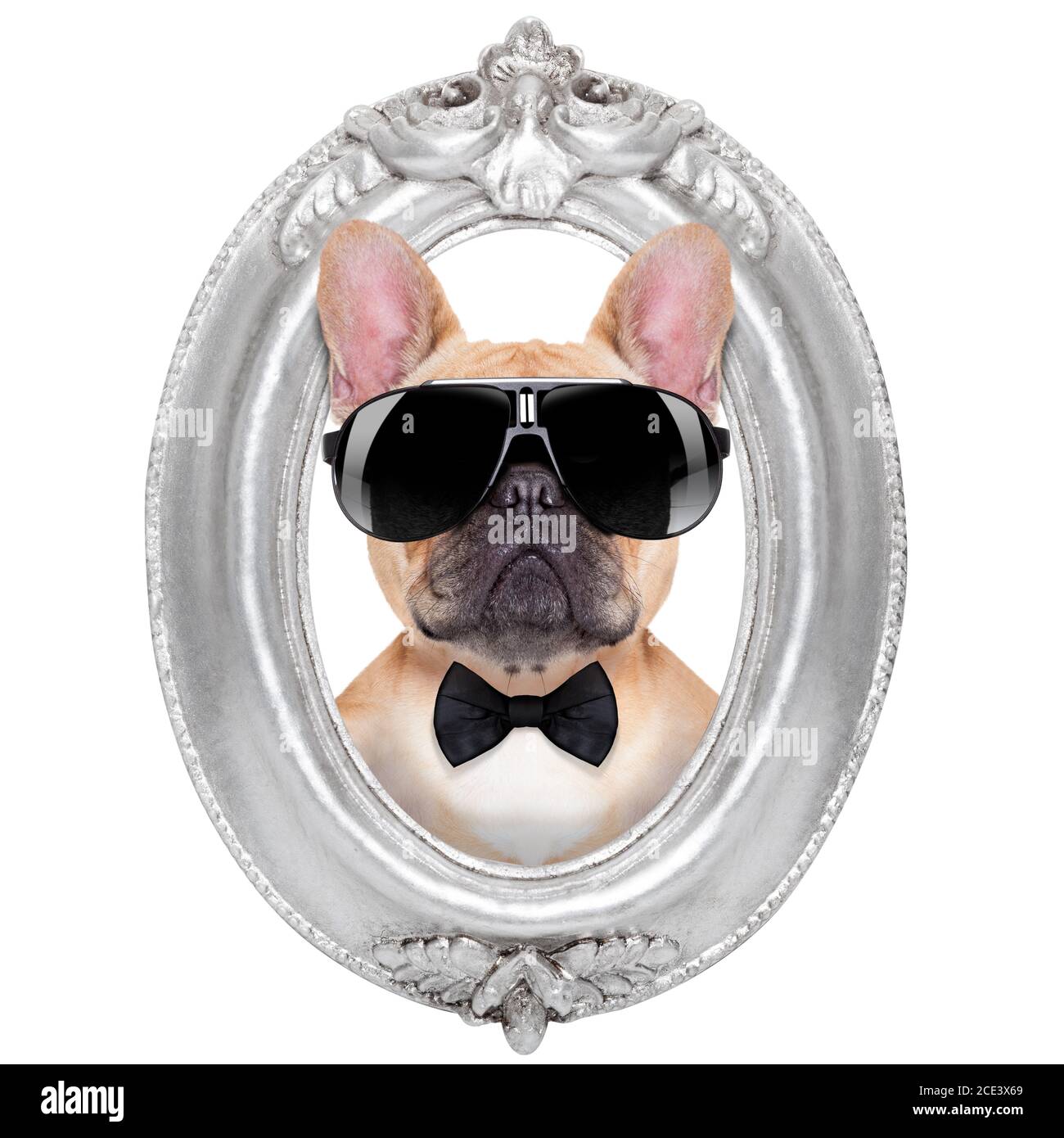 Hund in einem Rahmen Stockfoto