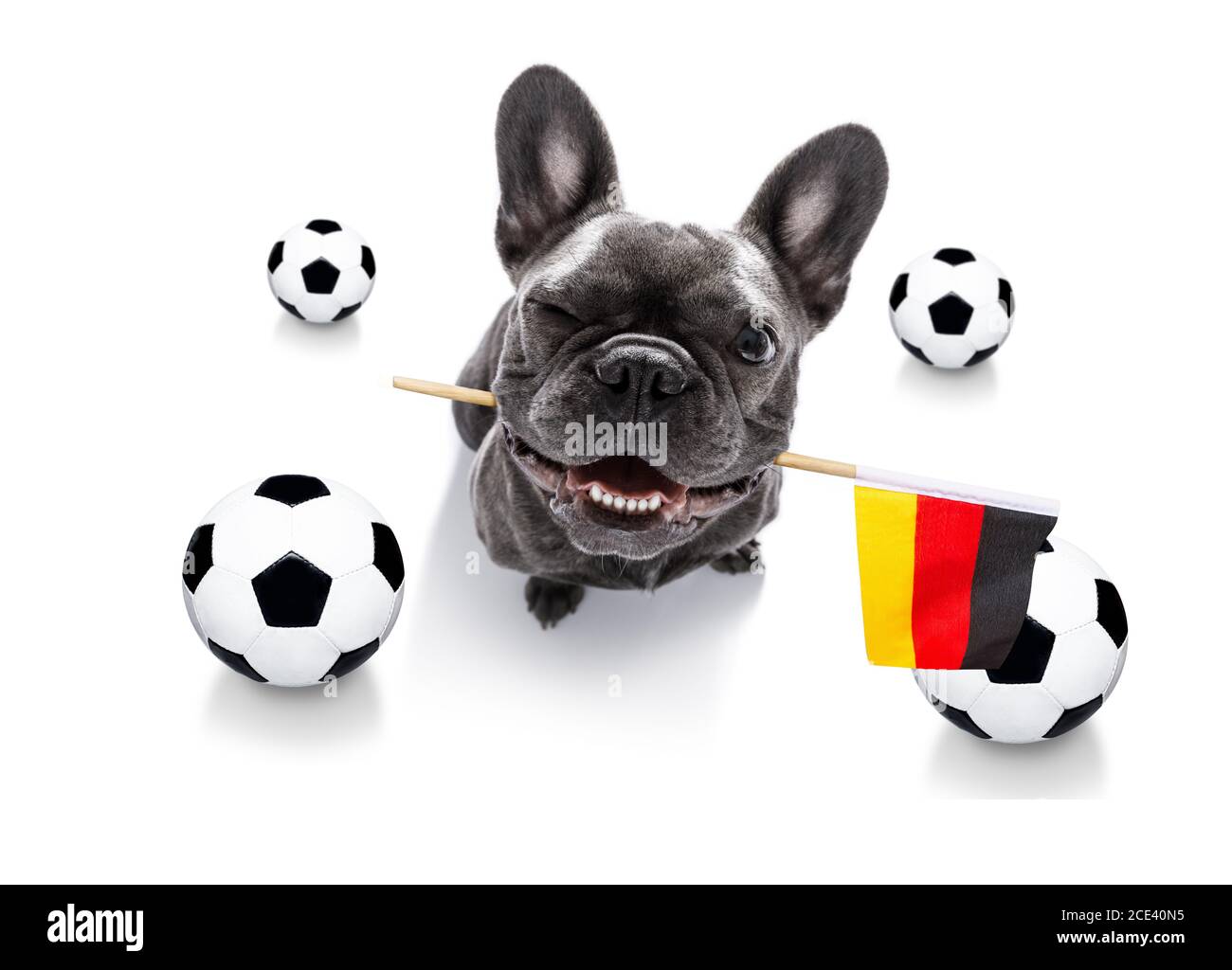 Fußballhund Stockfoto