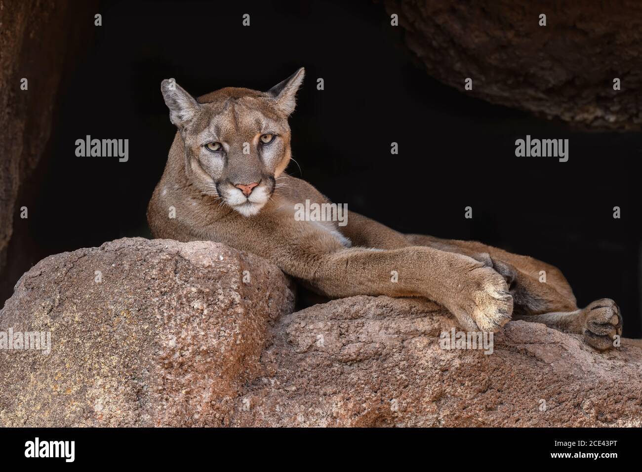 Entspannender Mountain Lion Stockfoto