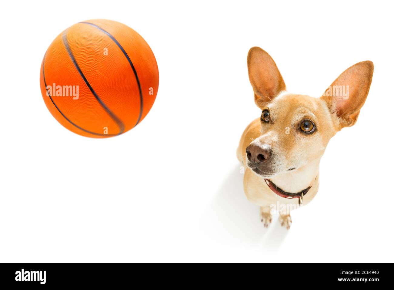 Basketballspieler Hund Stockfoto