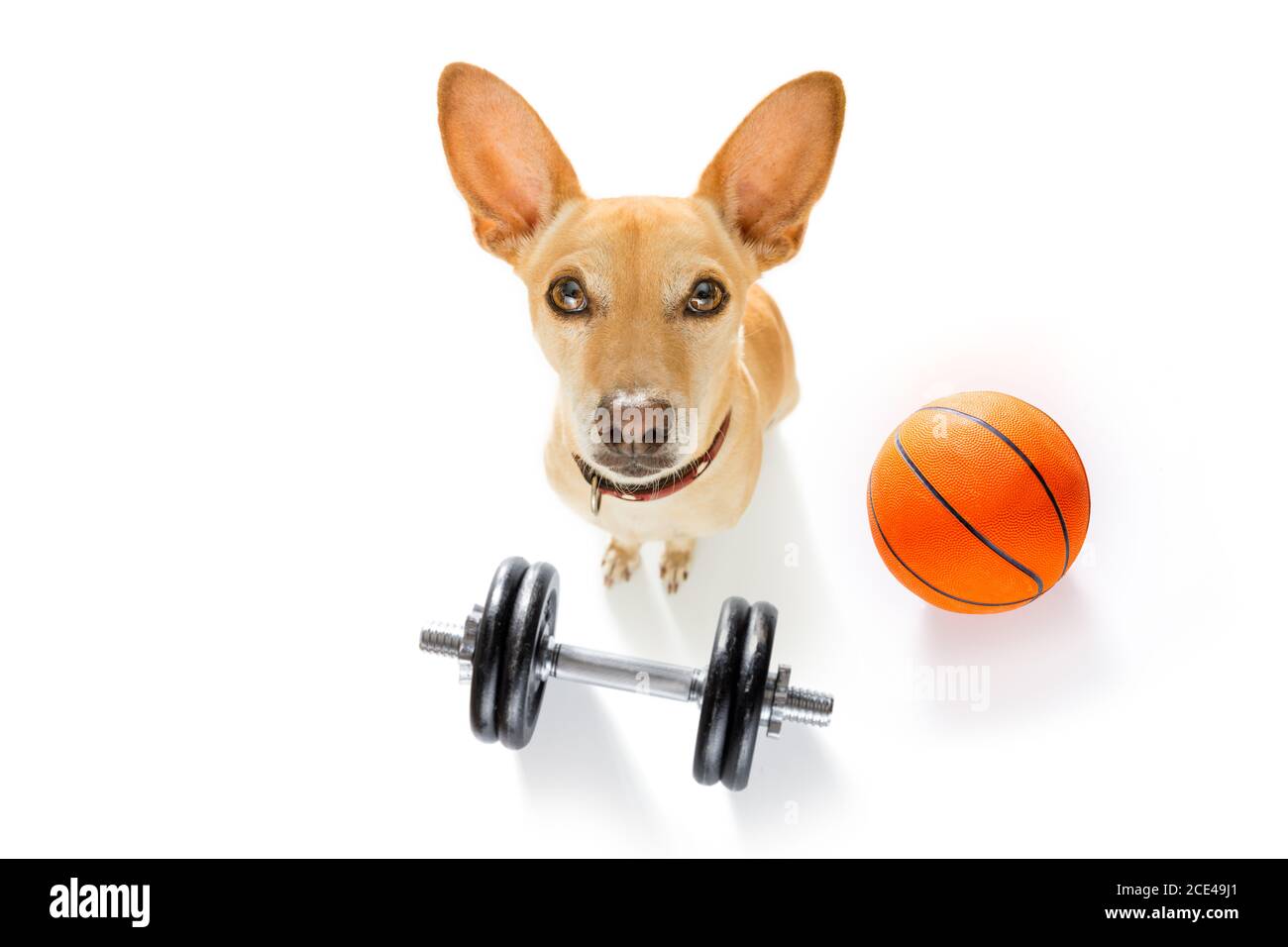 Basketballspieler Hund Stockfoto