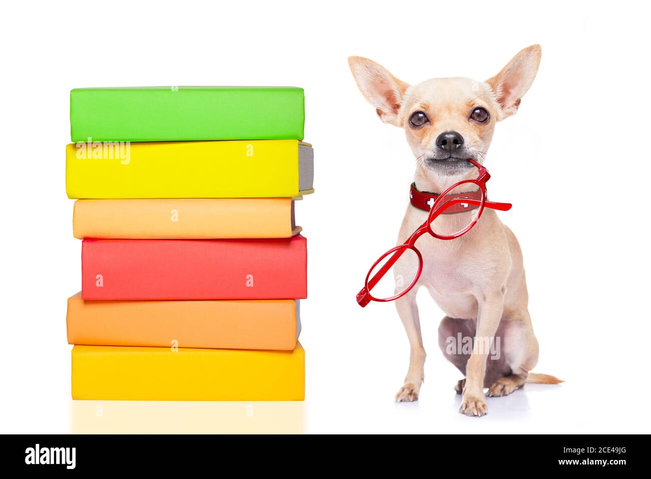 Intelligenter Hund und Bücher Stockfoto