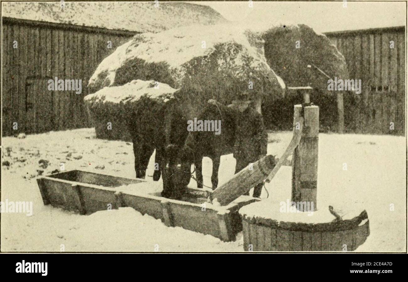 . Land Leben Leser . Frau Jersey... Füttere mich, Wasser und kümmere dich um mich. DIE PFERDE BETEN zu dir, mein Herr, ich biete mein Gebet: Füttere mich, Wasser und Sorge für mich, und, wenn die Tage Arbeit getan ist, provide mich mit Schutz, ein sauberes, trockenes Bett, und ein Stall, das weit genug ist, dass ich mich bequem hinlegen kann. Seid immer freundlich zu mir. Sprich mit mir. Deine Stimme bedeutet mir oft so viel wie die Zügel. PET mich manchmal, dass ich Ihnen die gerne dienen und lernen, Sie zu loveyou. Ruck nicht die Zügel, und Peitsche mich nicht, wenn bergauf geht. Schlag, Schlag oder tritt mich nie, wenn ich nicht verstehe, was du willst, aber gib mir einen Cha Stockfoto