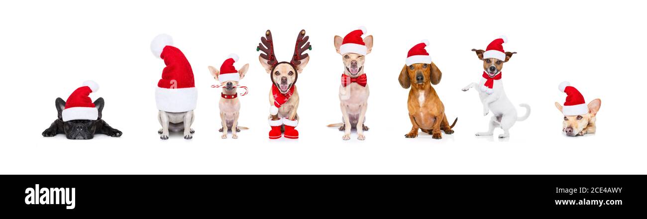 Große Team Reihe von Hunden an den weihnachtsfeiertagen Stockfoto