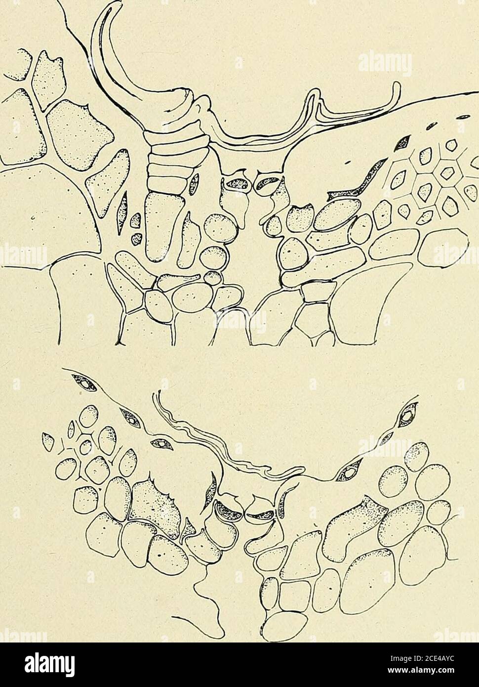 . Bulletin de la Société botanique de Genève . Abb. 108. – Bromelia Serra Gris. – Sectiondans le limbe foliaire : AoIR le tifisn aqnifèreà i^tosses cellules, vers la face inférieure,les hamle.s de cellules étoilées au-dessusdes sillons. (Dessin de W...) A Ai) 11. CIIODAT. I.A VEGETATION DU PARAGUAY -24 Brometia Sci-fd Griselt. (Iiicl. /&gt;. Balanxfv Mezi; acc/imea poli/slochytiMez; Ananassd/iri/a Scliiill. Til. Et les espèces éiipliytes : Aechmea pulchraMez el liilhcrfiiiiu icbrina Liiidl.; a&gt;. InilanH Weiidl.; /». magnifica Mez.^neclassionit coiiiplèteuieiil Stockfoto