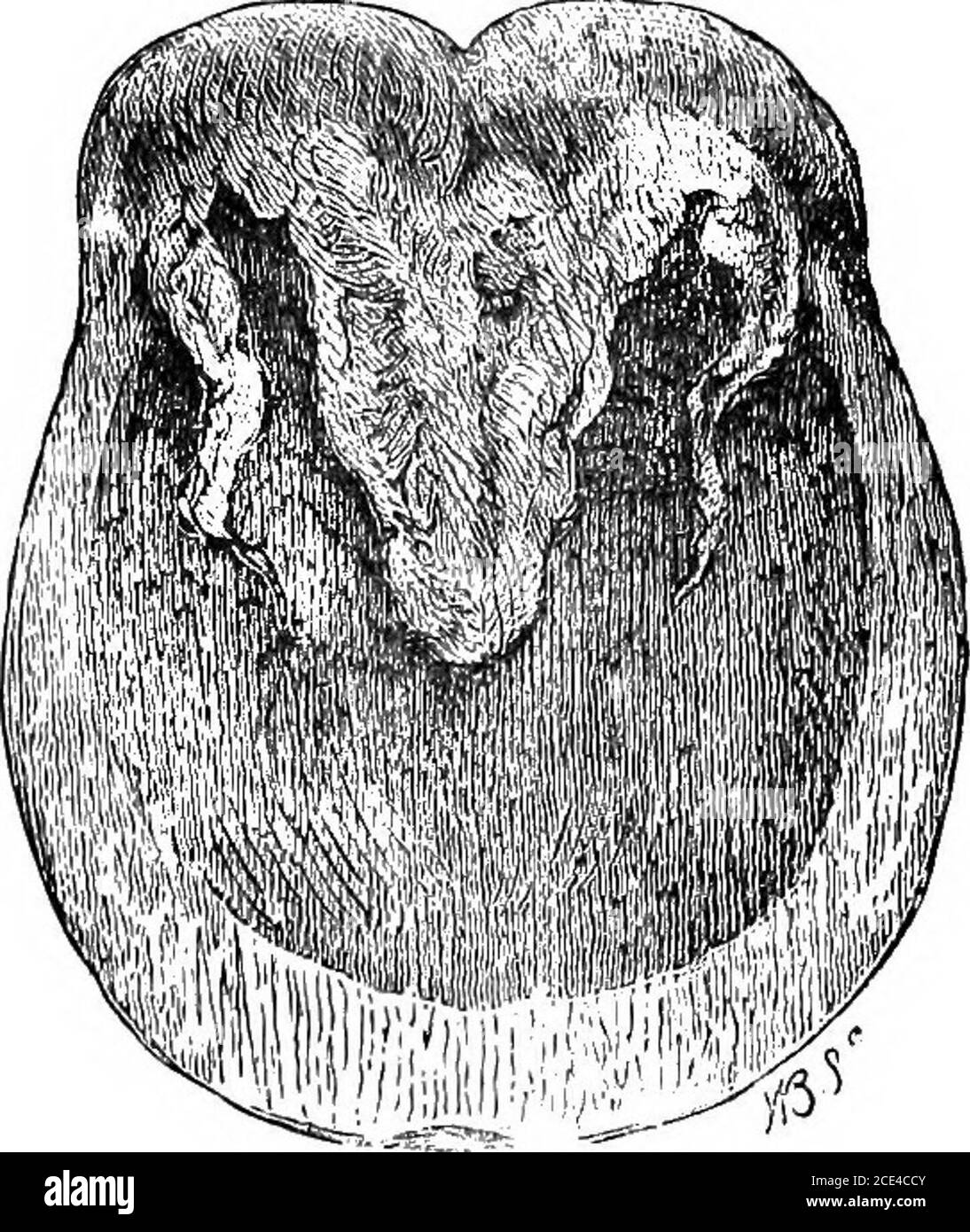 . Die Grundsätze und Praxis der Tierarztpraxis . essure. Erfahrung und anatomische Untersuchung ergeben den Schluss, dass sowohl die Sohle als auch die Kruste beabsichtigt ist, diese Gewichtsträgerfunktion auszuführen: Die Sohle um das Argin der Kruste für die Abwindung von etwa einem halben Zoll in allen Teilen des Fußes außer den Fersen – D.h., dieser Teil von itumarmt im Dreieck zwischen der Wand und Bar sein; in der Tat, der Sitz von Mais. Hier ruht der Schuhschsollte nur auf der Wand, wobei er an diesem Teil ausreichend eng gemacht wird (wie in Abb. 55, 56). Durch die Anwendung solcher Fußvorpfe für den Schuh. Stockfoto