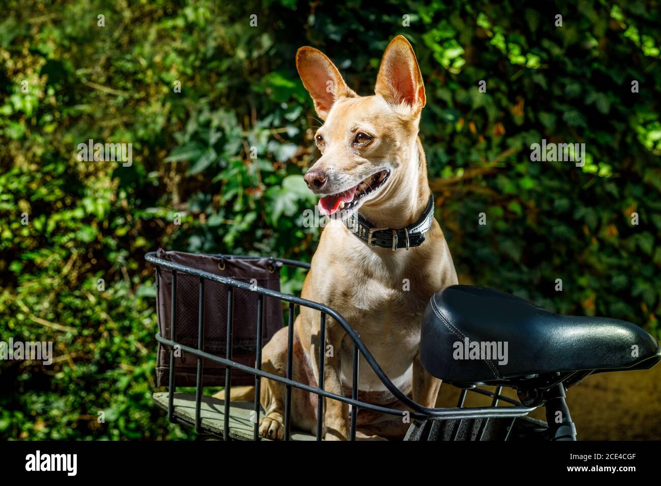 Hund auf einem Fahrradanhänger oder Korb Stockfoto