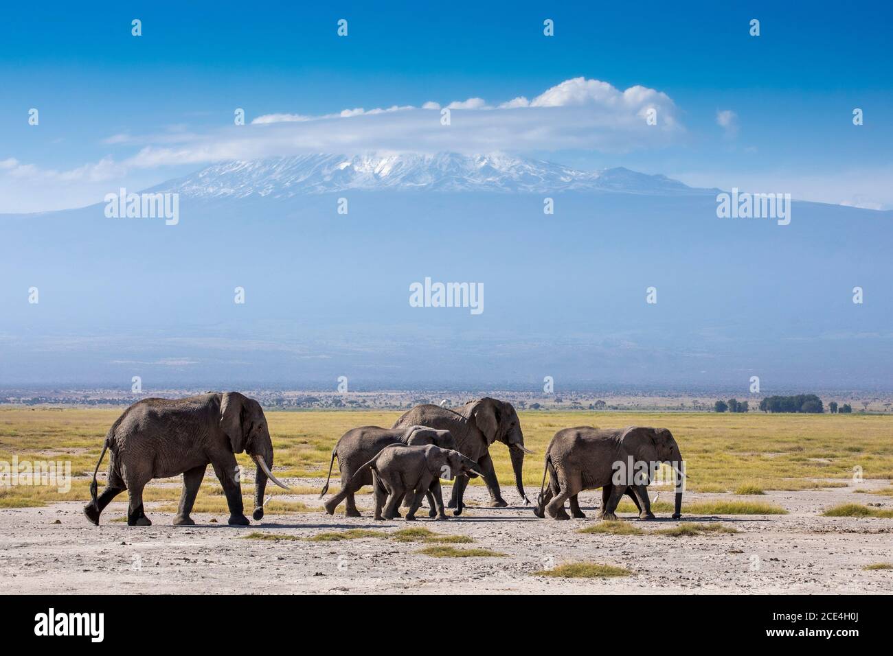 Elefantenfamilie mit dem Kilimandscharo im Hintergrund Amboseli Nationalpark in Kenia Stockfoto