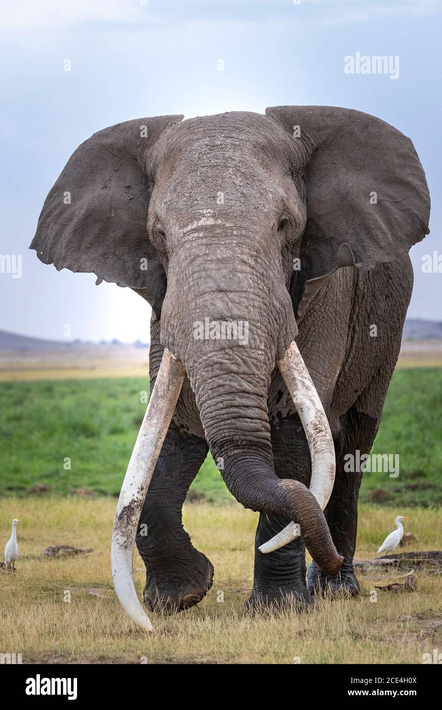 Elefantenbulle ruht seinen Rüssel auf einem seiner riesigen Stoßzähne in Amboseli Kenia Stockfoto