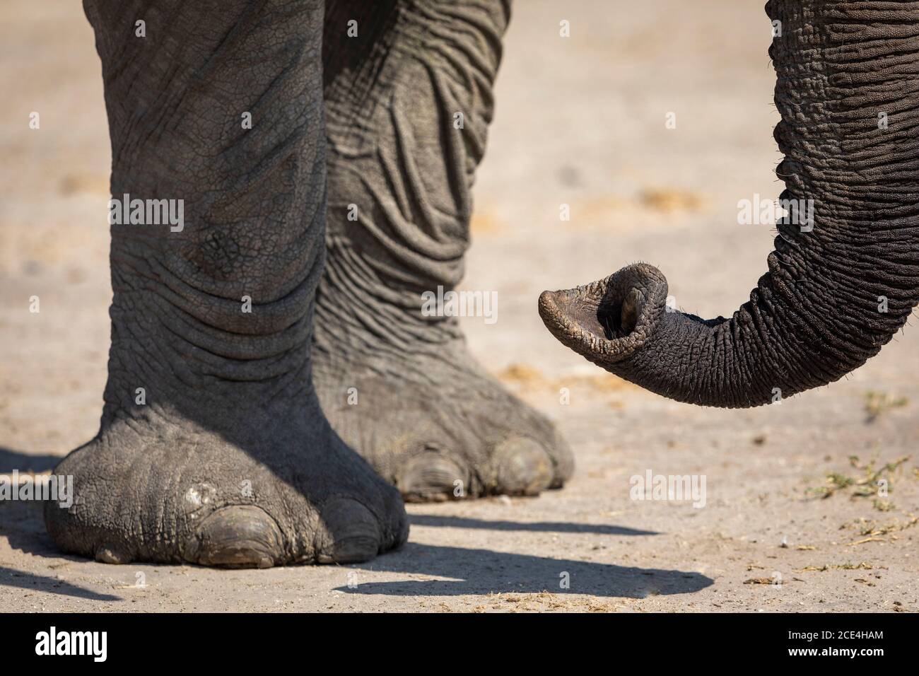 Nahaufnahme von Elefantenrüssel und Vorderfüßen in Savuti In Botswana Stockfoto