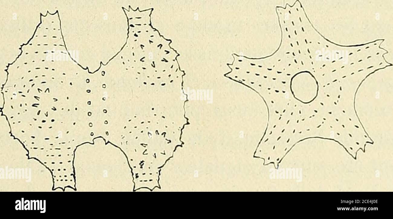 . Bulletin de la Société botanique de Genève . m alternans Bréiî. (West W. et G. S., Itiil.Desmid. IV, S. 170, pi. CXXVI, wig. 8-9). Lang. 23;&lt;; lat. 22 «; lat. Istli. Ht,... * 55. Staurastrum pygmaeum Bréj{.long. 32 fj.; lat. 27 u. 5(i. Staurastrum hirsutum HiiÉi..lang, Sinus-Spin. 30 A; lat. 3() u.; lai. Istli. 15 ij. * 57. Staurastrum trapezicum Boldt, var. cinupulospiinnuSciiMiDLE. Quelques exemplaires concorrant avec la tig. 25, pi. I, deSchmidle, Weitere Betrâge zur Algenflora des Pdieebene und desSclnvar/waldes (Hedwigia, 1895, Bd. XXXIV, Heft2, S. 81, pi. I, Abb. L 25, S. * 58. Stauras Stockfoto