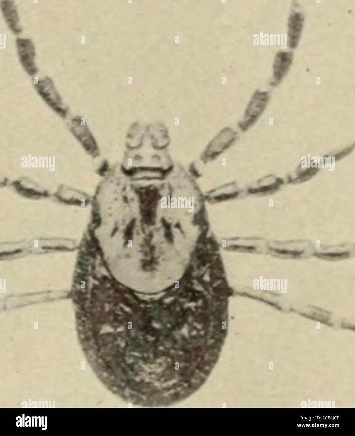 . Die Lebensgeschichte und die Bionomik einiger nordamerikanischer Zecken. Abb. 16. – die amerikanische Hundezecke, Dcrmaccntor variabilis: Verbreitung in den Vereinigten Staaten. Die Großpunkte zeigen Orte, an denen die Art in unserer Untersuchung gesammelt wurde. Die kleinen Punkte geben den wahrscheinlichen Bereich des Ticks an. (Original.) Monate, während der maximale Zeitraum wurde einmal im März und einmal im April 1909 aufgezeichnet. Die mittlere Temperatur während der kurzen Periode betrug 80 Grad F. die Zeit der Oviposition schwankte von 14 bis 29 Tage mit einem Durchschnitt von 22.3 Tagen. Eine Zecke, die auf einem Bui gesammelt wurde. 106, Bureau of Entomology, U. Stockfoto
