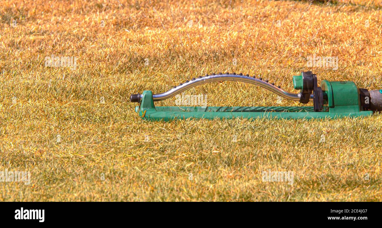 Gießen von trockenem gelbem Rasen Gras nach dem Winter mit oszillierenden Sprinkler Wasser Host Stockfoto