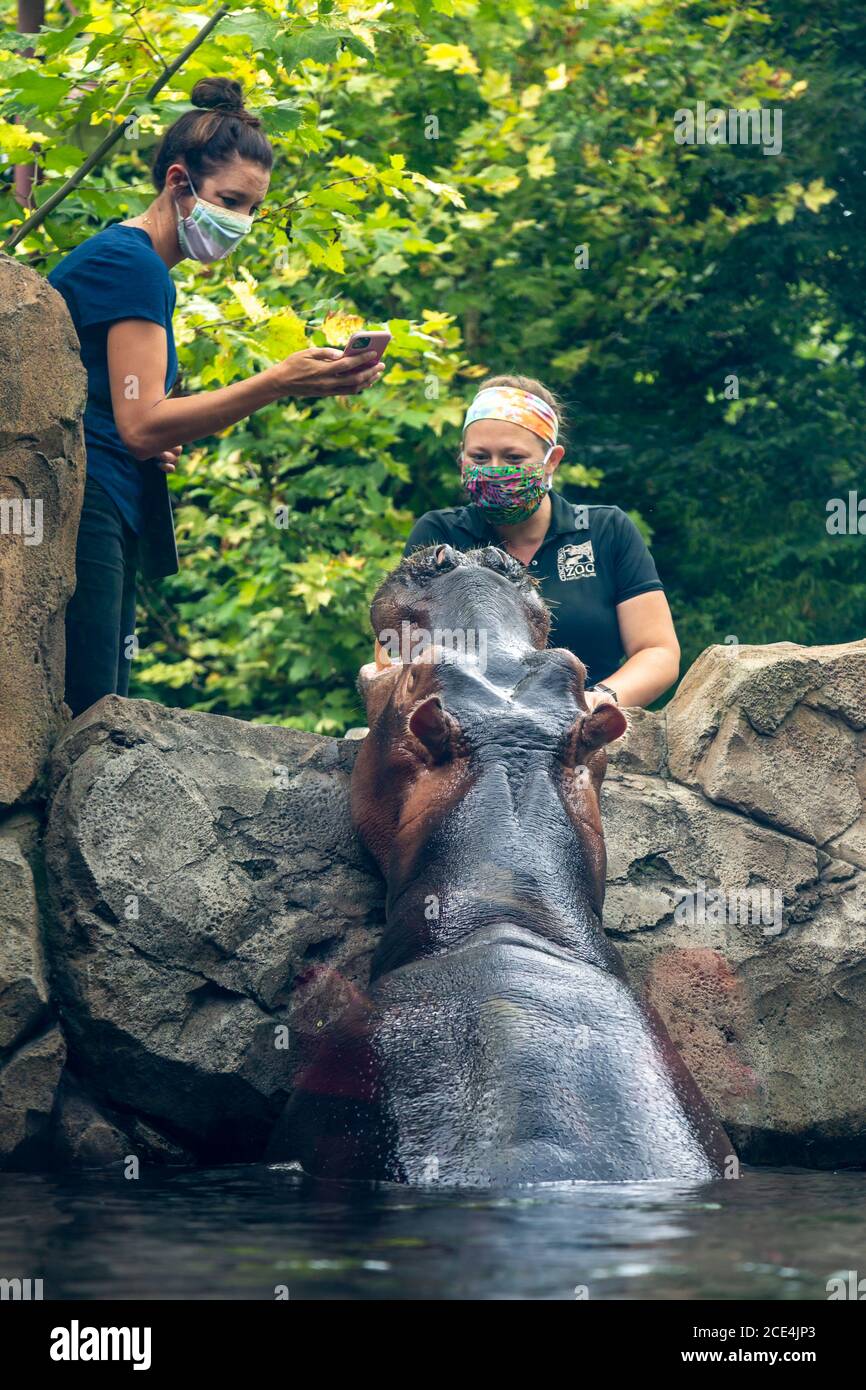 Eine Zookeeperin füttert einen Nilpferd, während eine andere ihn im Cincinnati Zoo auf ihrem Handy aufzeichnet. Stockfoto