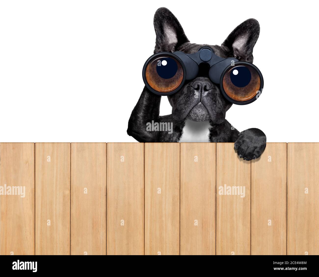 Hund, Der Durch Zaun Schaut Stockfotos und bilder Kaufen Alamy