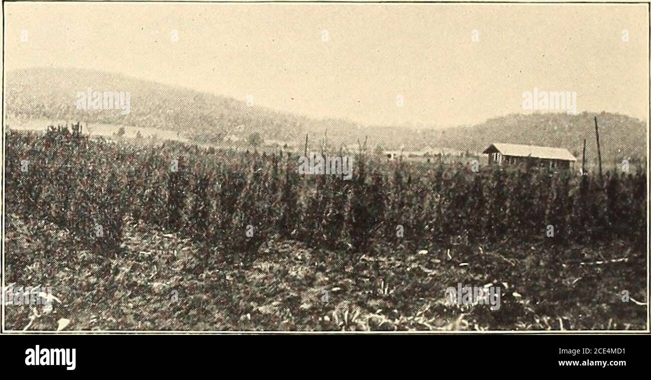 . Großhandel Preisliste : Herbst 1912 . Dens, doppelte violette Rubis, einzelne rote Boule de Feu, dble, leuchtend rote Rubra Plena, doppelte rote Carnea Plena, semi-dble, Rose Schneewehe, Single, rein weiß Coelestis, Single, blau Souv. Chas. Breton, einzeln, violett Herzogin de Brabant, Dble, rot Speciosa, Dble, fleischig weiß Elegantissima, semi-Dble, Totus albus, einzeln, reinweiß, rosa TintGrandiflora superba, semi-Dble, rosig weiß per 100 Meehanii, variiertes Blatt, pur. Blume, 18 bis 24 Zoll Alkoven 15 00 12 bis 18 Zoll Alter 10 00 Baumform 4 bis 5 Fuß, % bis 1 Zoll Alibi 20 00 4 bis 5 Fuß, % bis % Zoll Stockfoto