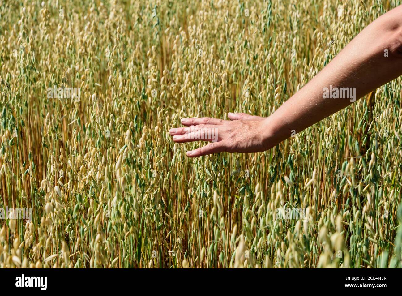 Die Hand des Bauern berührt die Ohren des Roggenoats. Grüne Ähren mit Körnern von Getreide Roggen Weizen Hafer Stockfoto