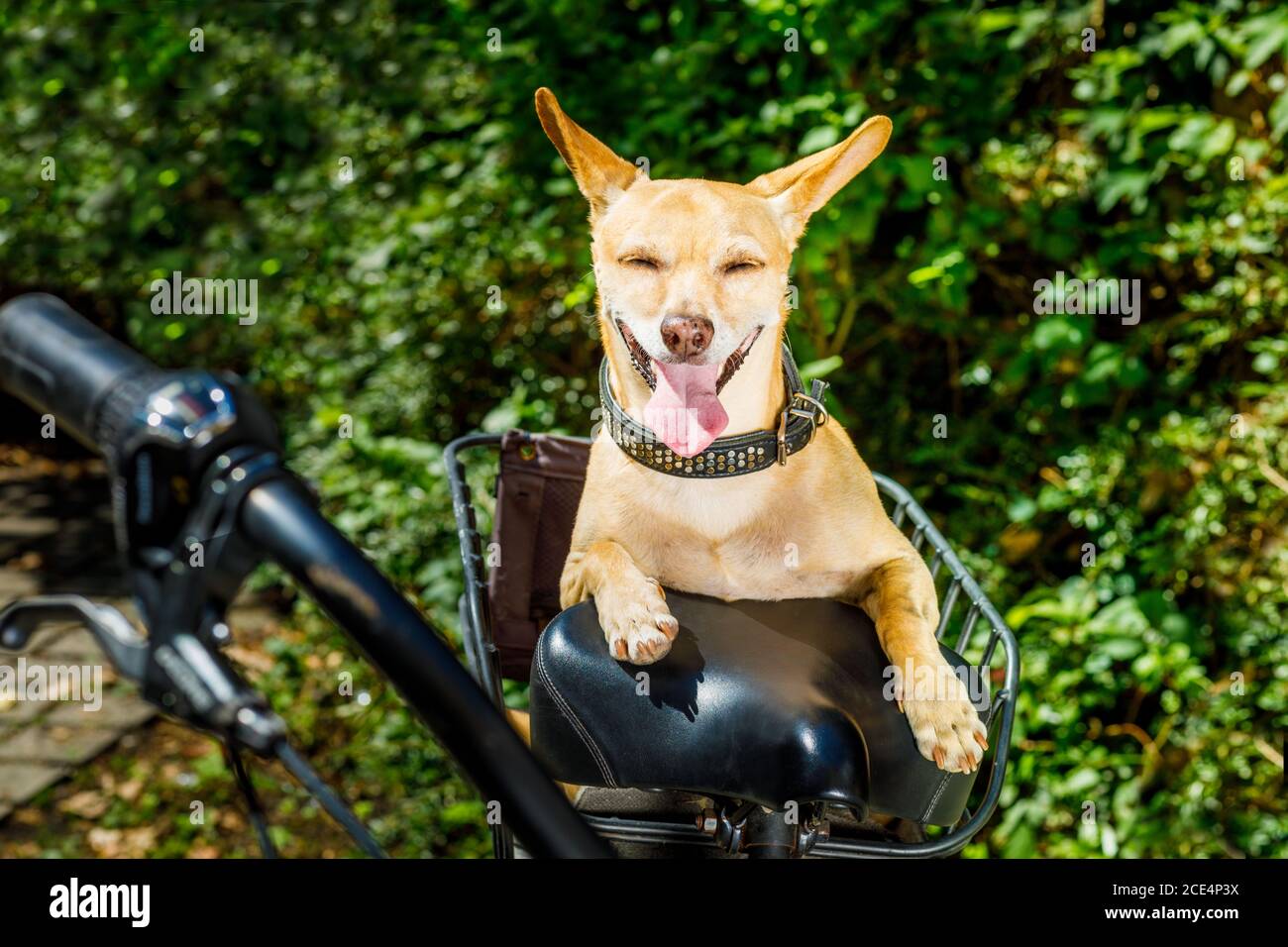 Hund auf einem Fahrradanhänger oder Korb Stockfoto
