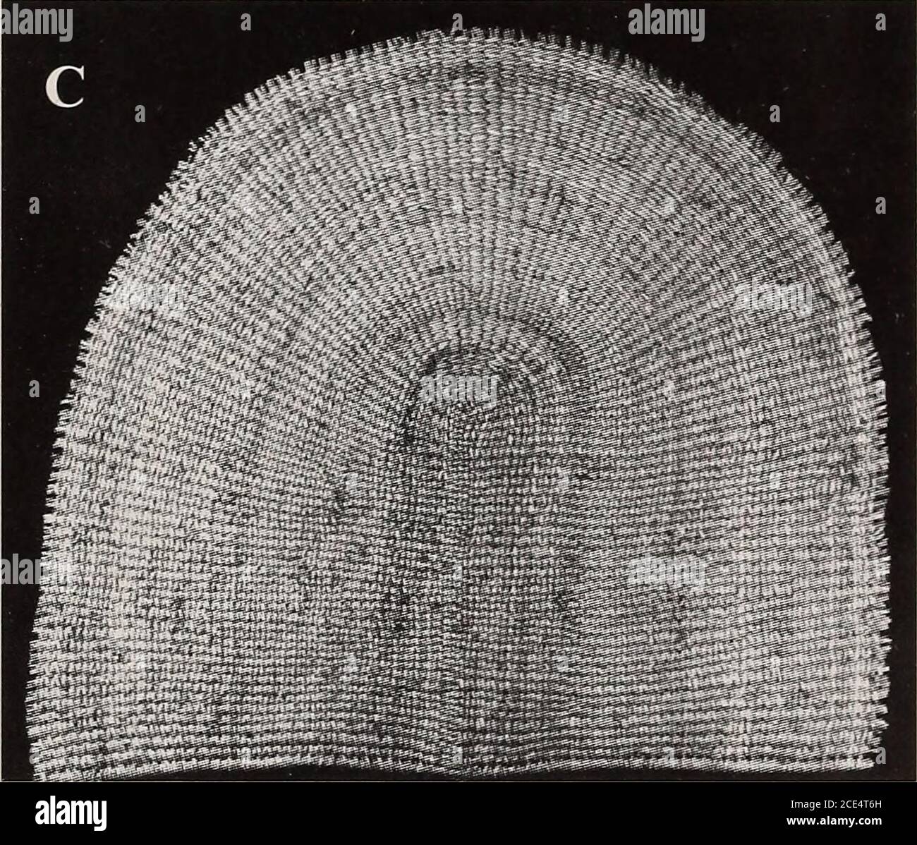 . Annals of the South African Museum = Annale van die Suid-Afrikaanse Museum . Abbildung 21 isithebes, Lebensmittelmatte. A. Mpondo, Lusikisiki, 1948. Länge 364 mm. SAM-6683. B. Mpondo, Libode, 1969. Durchmesser 330 mm.SAM-9564. C. Mpondo, Libode, 1969. Länge 570 mm.SAM-9553. D. NCI, Izingolweni, Harding, 1969. Länge 320 mm. SAM-8447. E. Mpondomise, Tsolo, 1969. Länge 515 mm. SAM-9578.. Stockfoto