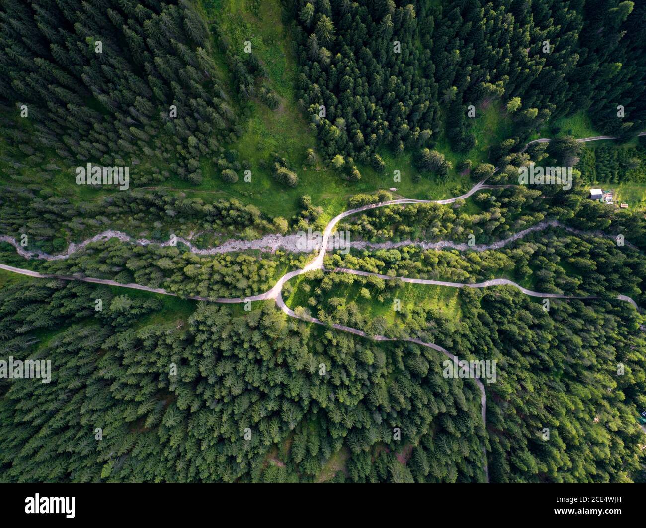 Antenne Drone Blick auf die Bäume von oben auf einem Wald auf die italienischen Dolomiten Alpen in Santa Magdalena Stockfoto