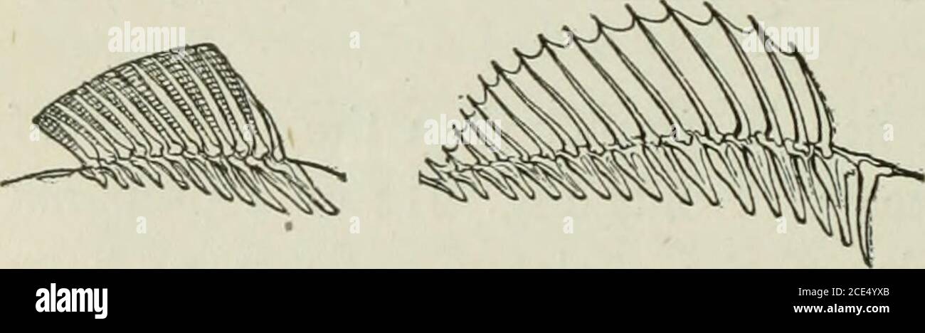 . Zoologie Für Anfänger . Abb. 213. Maining Rippen sind lose an Prozesse auf den Wirbeln befestigt. Die Rippen der Knochenfische sind nicht mit den Rippen der höheren Wirbeltiere homologisouswith. In den meisten Fischen gibt es Knochen genannt intermuskuläre Knochen, die an den ersten Rippen befestigt sind (wie viele in der Barsche ?) Welche möglicherweise homol-ogous bis zu wahren Rippen sind; das heißt, wahre Rippen in den höheren Verte-Braten können aus solchen Anfängen entwickelt worden sein. Welche, wenn überhaupt, der Jifi Skelette (Feige. 214) sind nicht an das allgemeine Skelett angebracht? Welche Flosse besteht hauptsächlich aus verjüngenden, spitzen Strahlen ? Welche Flossen aus Strahlen bestehen w Stockfoto