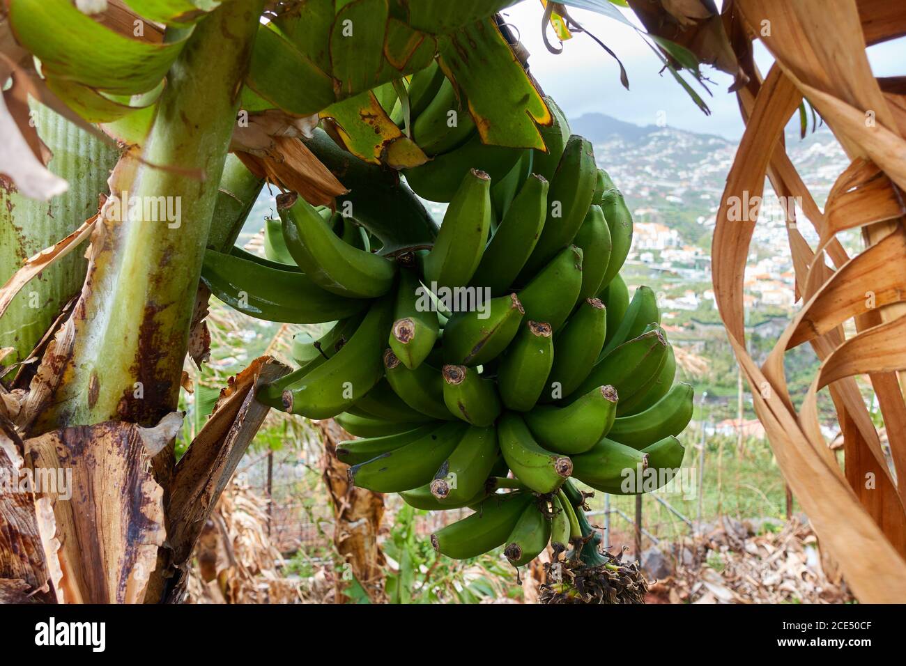 Nahaufnahme von Bananen auf den Bäumen in Madeira Stockfoto