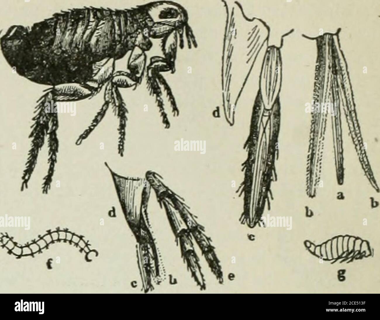 . Zoologie Für Anfänger . %^^ Abb. 173. - Metamorphose des Flohs. Abb. 172. - Metamor-phosis der Hausfliege (vergrößert). Stockfoto