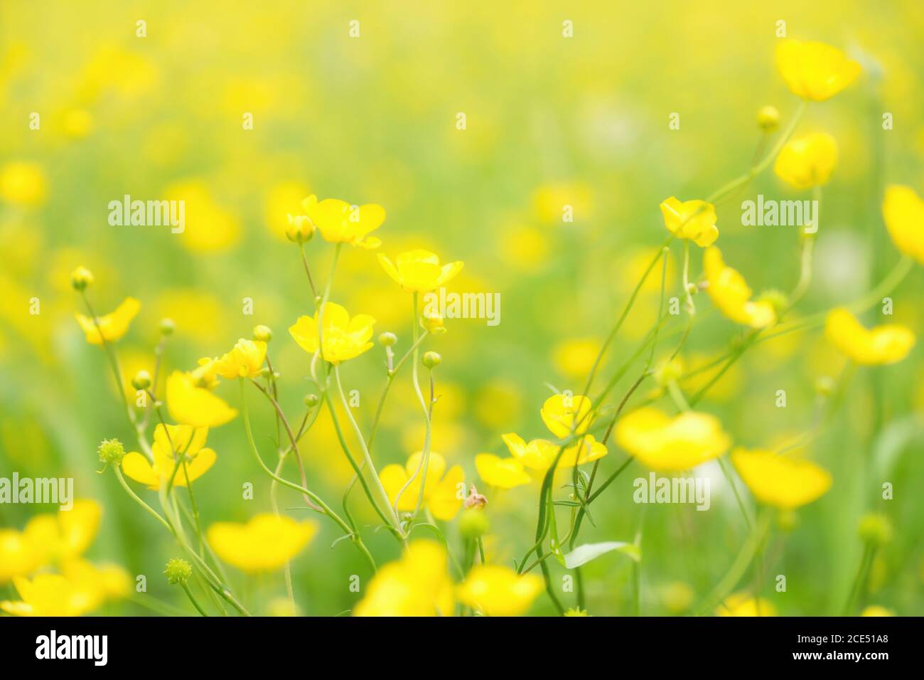 Verschwommener Fotoeffekt. Verfärbt gelbe Blumen und Gras. Stockfoto