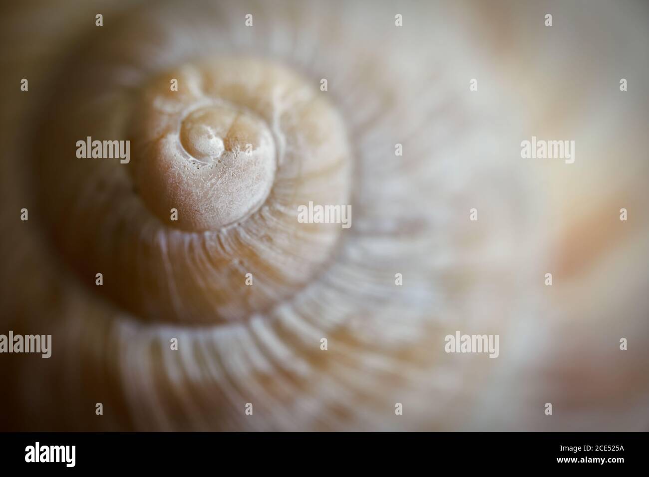 Nahaufnahme einer leeren Schneckenhülle Stockfoto