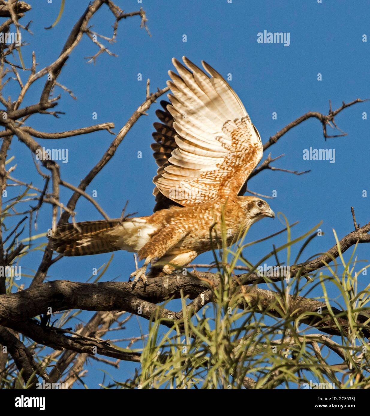 Australischer Brauner Falke, Falco berigora, der von einem Ast eines Baumes in die Flucht vor einem blauen Himmel ragt Stockfoto
