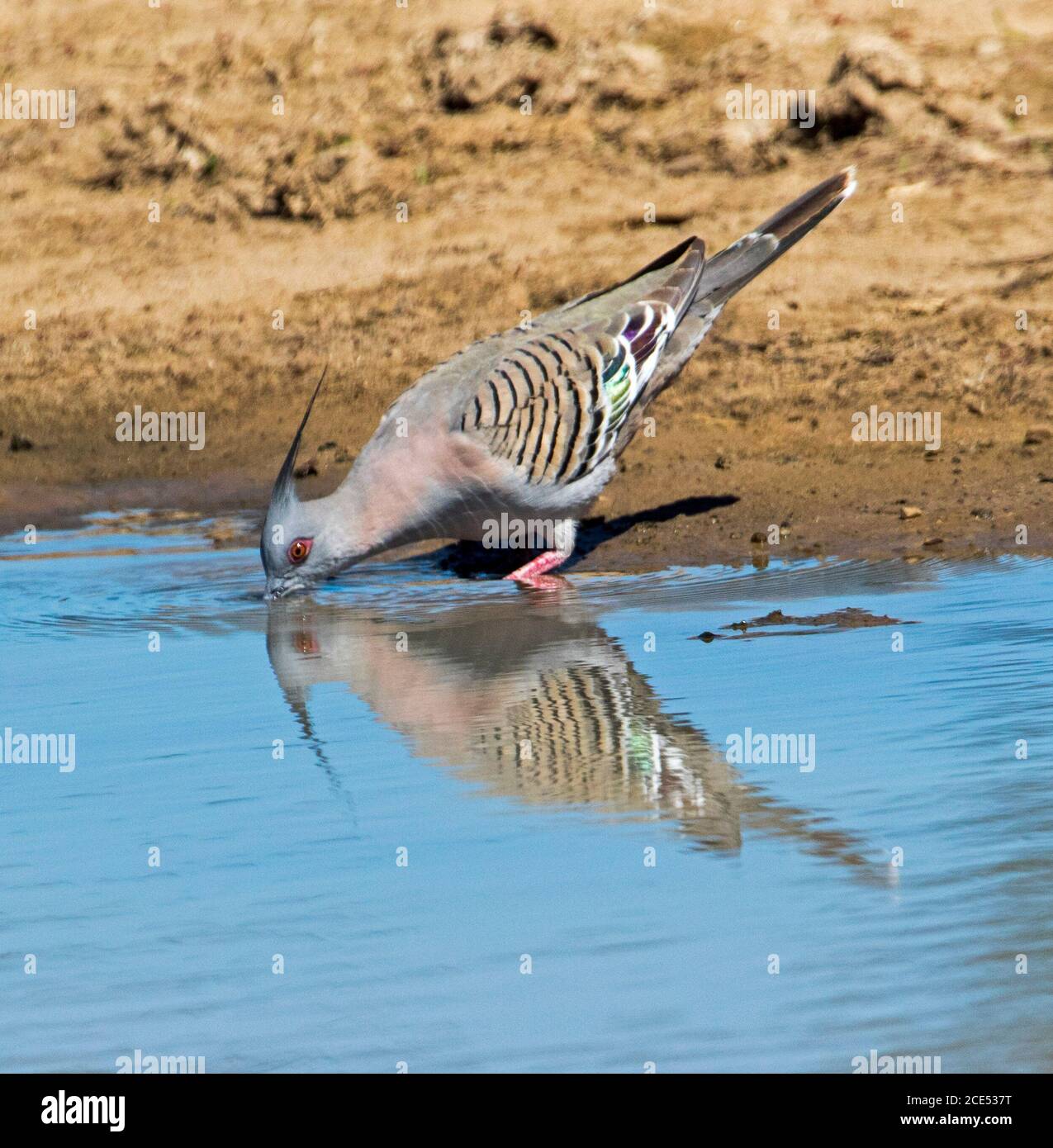 Haubentaube, Ocyphaps-Lophoten, die aus dem blauen Wasser der Lagune im Outback Australien trinken und sich darin spiegeln Stockfoto