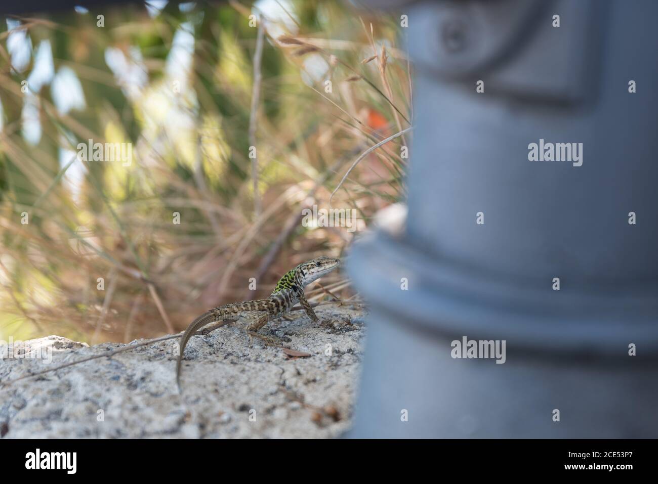 Die Eidechse sucht nach dem Versteck an der Wand - Italien Stockfoto