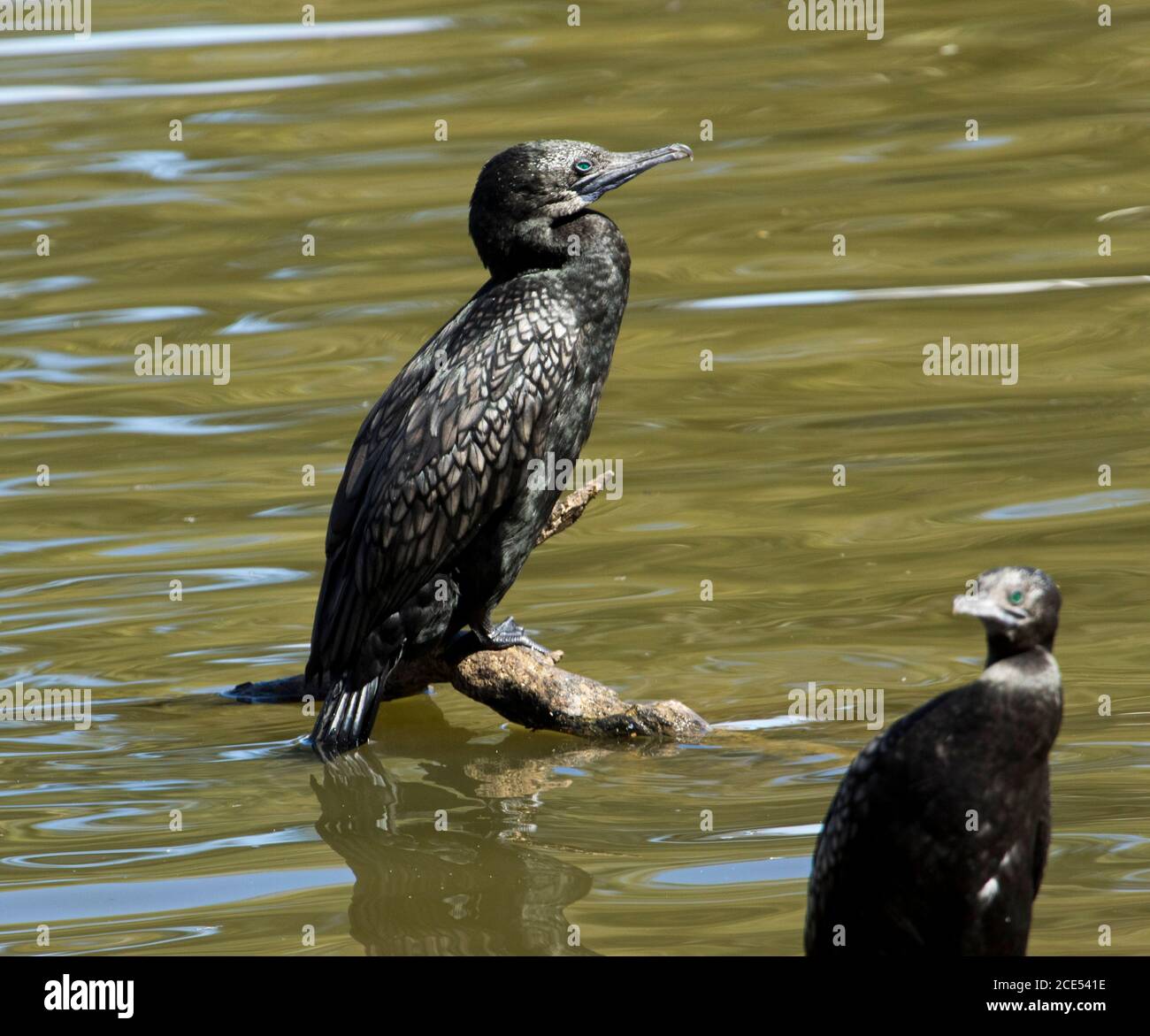 Little Black Cormorant, Phalacrocorax sulcirostris auf einem Baumstamm, der aus dem Wasser einer Lagune im Outback Queensland, Australien, herausragt Stockfoto