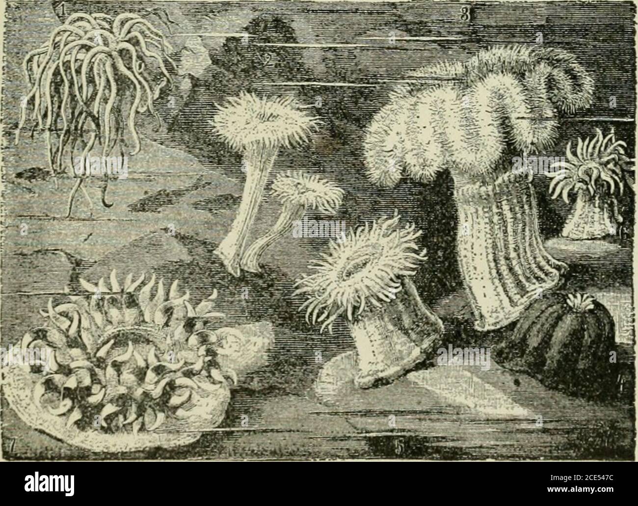 . Zoologie Für Anfänger . Die Seeanemone lebt, wie der Korallenpolyp, im Meer, aber wie die Süßwasser-hydra, legt sie keinen kalkigen Sipport für ihren Körper ab. Die Anemone ist viel größer als dieHydraund die meisten Coralpolypen, viele spe-cies bei-Erhaltung Höhe vonseveralinches. Itdocs nicht bilden colo-nies. Wenn seine Arme eingezogen werden, sieht es aus wie ein großer Knauf aus glänzendem, aber undurchsichtigem Gelee. Polypen wurden früher soophytcs {Pflanzen-Tiere genannt), wegen ihres blumenähnlichen Aussehens (Abb. 50, 51). Abb. 49. - aufrechte cxrrrthrough Korallenpolyp X 4. 7ns, Mund; inr, Gullet; is, ist, fleischige Scheidewände (mesen-teries) exten Stockfoto