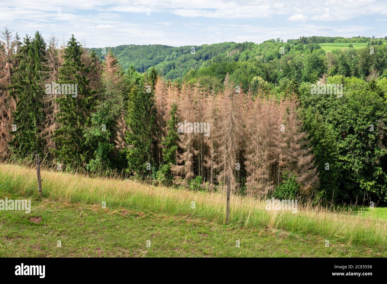 Walddieback in Süddeutschland Stockfoto